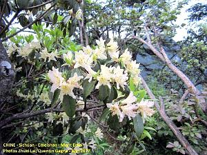 Emeishan 152